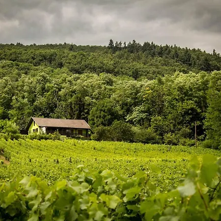 Du Weinbaum * Bergheim